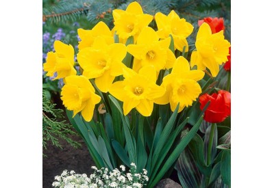 King Alfred Daffodil Bulbs x 10